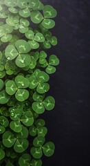 Closeup of Fresh Clover Leaves.