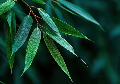 Close-up of vibrant bamboo leaves (3)