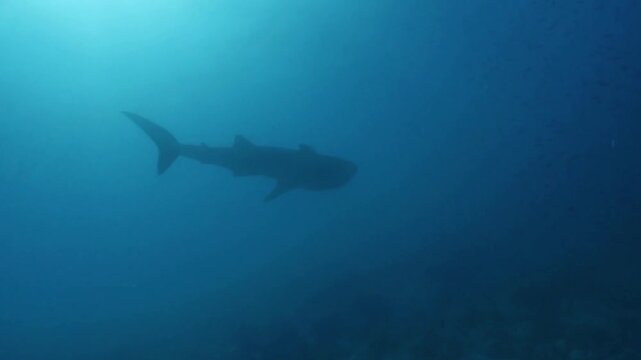 A whale shark swims gracefully through the deep blue ocean waters