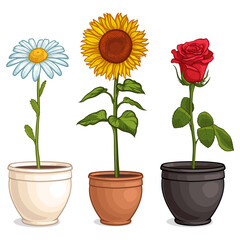 Flowers in pots. Rose, chamomile, and sunflower. Vector illustration of flowers.