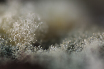 Extreme macro of green spot spores on bread surface