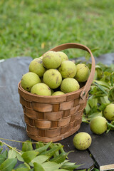 Black walnuts in a basket on rustic background, organic nuts harvest