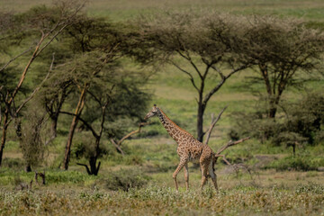 Giraffe walking through the field