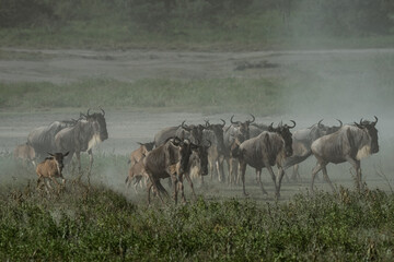 Wildebeests raising a cloud of dirt as they run