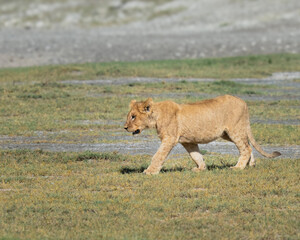 Young lion cub walking in the field