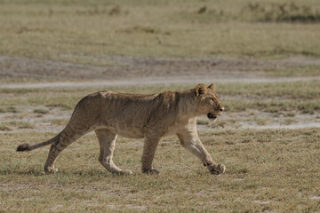 Lion cub with his patterned coat still visible
