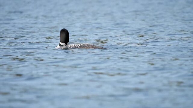A common loon swims with its two chicks in the clear blue water