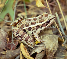 Pickerel Frog in White Eagle Parcel, Marion, Massachusettsspotted 