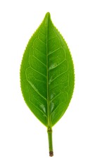 Obraz premium Close-up of a vibrant green tea leaf