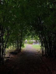 Fototapeta premium path in the park