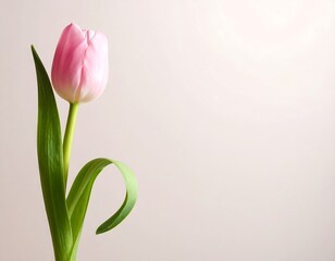 Single pink tulip against soft pastel background