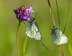 Two butterflies on a purple flower