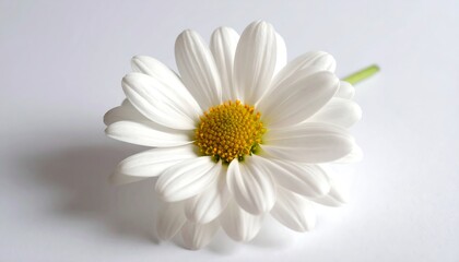 Single white daisy on a plain white background