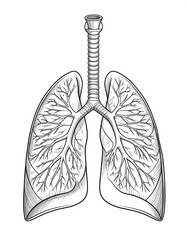 Anatomical drawing of lungs