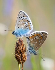 Two butterflies on a seed head (1)