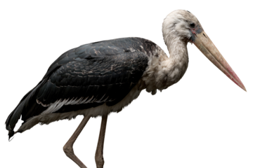 A detailed close-up of a Lesser Adjutant stork, showcasing its unique plumage and long beak against a transparent background. background removed