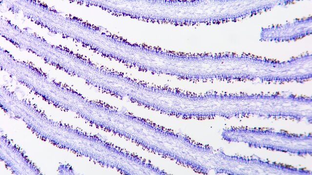 Gill of fungi (Agaricus sp.) under the microscope showing basidium and basidiospores
