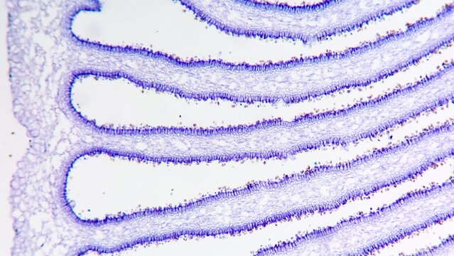 Gill of fungi (Agaricus sp.) under the microscope showing basidium and basidiospores