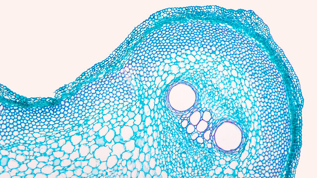 Cross-section of Loofah (Luffa sp.) stem under microscope. Cross-section of a dicot stem