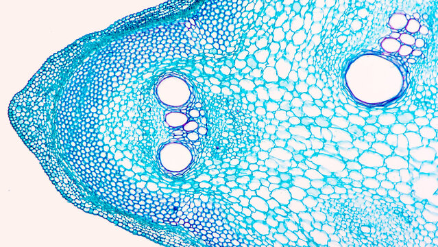 Cross-section of Loofah (Luffa sp.) stem under microscope. Cross-section of a dicot stem