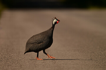 A Helmeted Guineafowl wanders free range along a country road