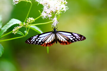アサギマダラとフジバカマ