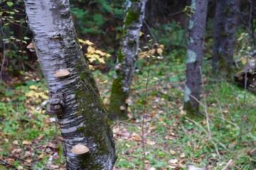 tree trunks covered in moss in the autumn forest