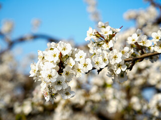 Obraz premium Pear flower in full bloom in spring
