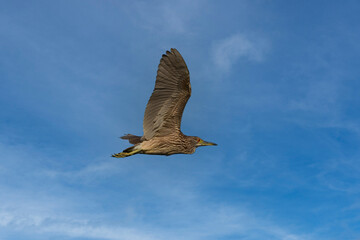 A young immature Black-crowned Night Heron bird in flight with wings spread