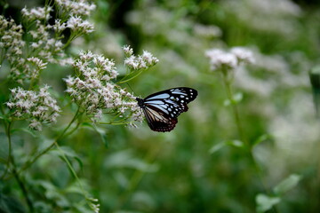 アサギマダラとフジバカマ