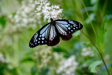 アサギマダラとフジバカマ