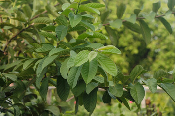 Guava leaves (Psidium guajava). Young guava leaves. Green leaf of guava on tree in the garden. Green guava leaf.
