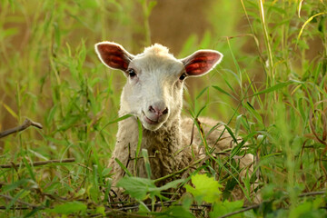 A sheep looking through tall grass as it grazes in a lush pasture