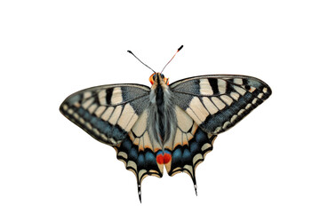 A detailed close-up of a swallowtail butterfly, showcasing its intricate wing patterns and vibrant colors against a transparent background. background removed