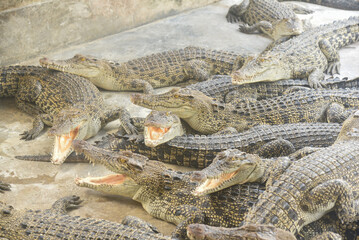 Portrait of many crocodiles at the farm	
