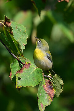 Colorful immature female Northern Parula Warbler bird