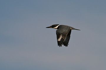Belted Kingfisher bird in flight against blue summer sky