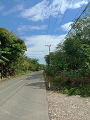Fototapeta premium The Serenity of Tree-Lined Roads