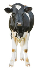 Cute cow isolated on white. Farm animal