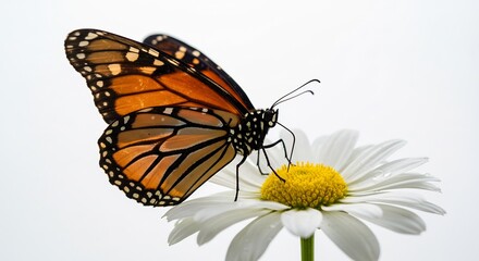 Fototapeta premium Vibrant monarch butterfly delicately feeding on bright daisy soft light. AI Generated