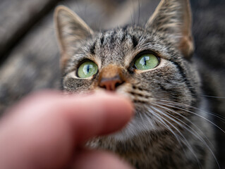 Curious tabby cat with striking green eyes closely observing a human hand reaching out for a gentle touch in a serene outdoor setting filled with soft light.