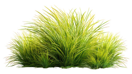 Tall green ornamental grass clump isolated on transparent background
