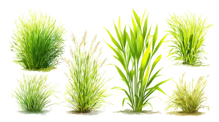 Collection of green aquatic plants isolated on transparent background