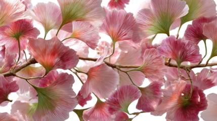 Delicate pink and green translucent leaves on a branch isolated on transparent background