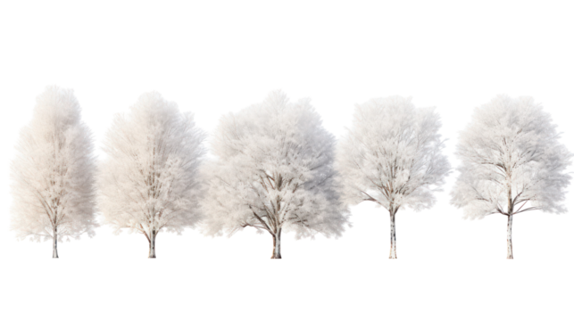 Five fluffy white trees isolated on transparent background