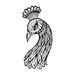 Peacock Head Line Art Illustration