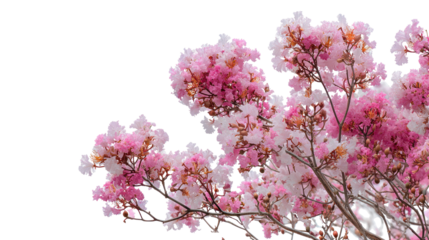 Pink trumpet tree flowers isolated on transparent background