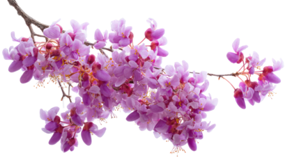 Delicate pink wisteria flowers branch isolated on transparent background