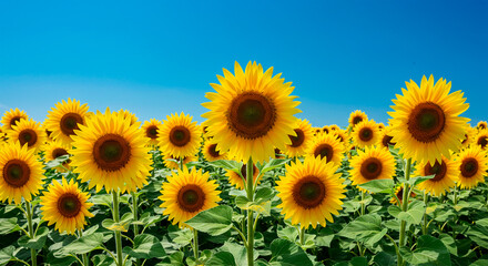 Fototapeta premium Vast field of bright yellow sunflowers under a clear blue sky