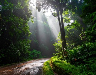 Sunbeams illuminating a misty forest road